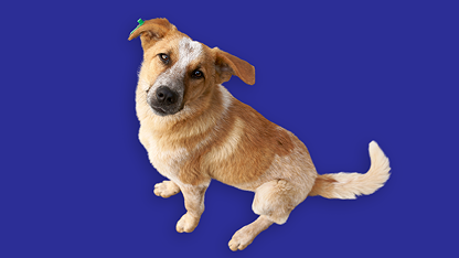 Scooby, o cão